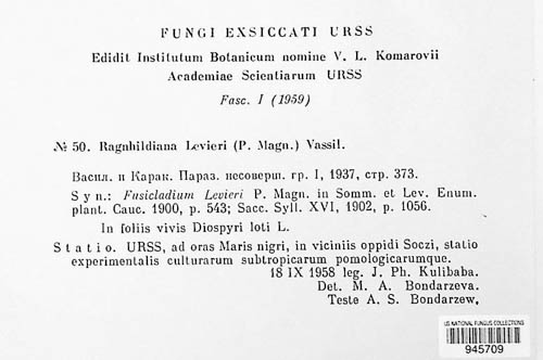 Phaeoramularia levieri image